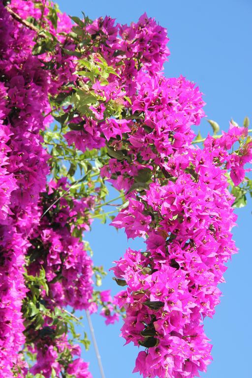 Guest house Le Bougainvillea